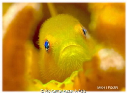 I Hope You Like My Eyes - Yellow Hairy Goby. This beautif... by Md Kamal Hasan A Aziz 